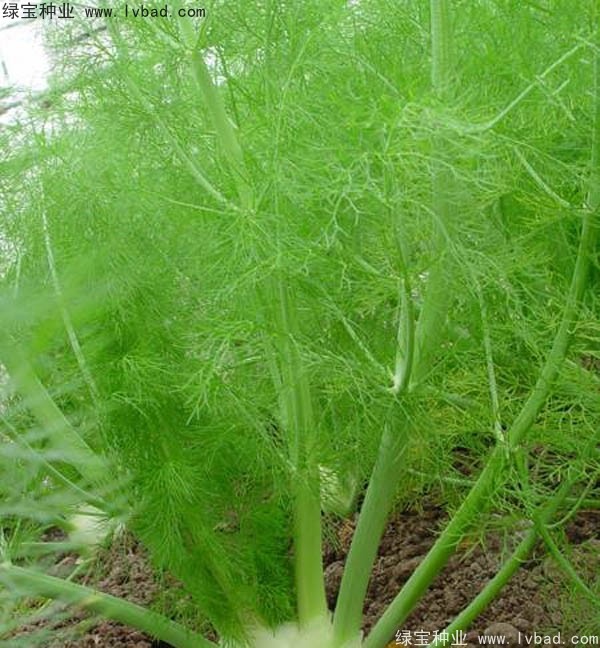 茴香<a href='https://www.lvbad.com/' target='_blank'>种子</a>