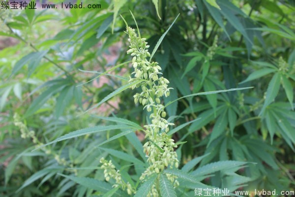 <a href='https://www.lvbad.com/yaocaizhongzi/2355.html' target='_blank'>火麻</a><a href='https://www.lvbad.com/' target='_blank'>种子</a>