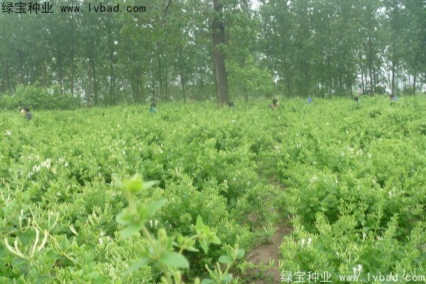 <a href='https://www.lvbad.com/yaocaizhongzi/2356.html' target='_blank'>金银花</a><a href='https://www.lvbad.com/' target='_blank'>种子</a>