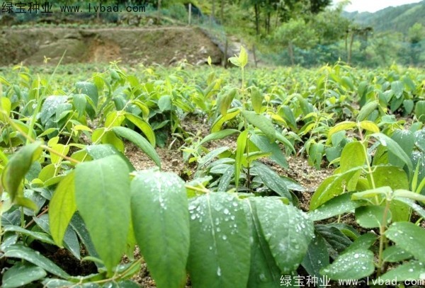 金银花种子