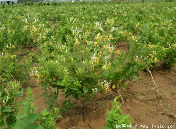 <a href='https://www.lvbad.com/yaocaizhongzi/2356.html' target='_blank'>金银花种子</a>