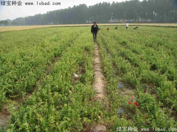 金银花<a href='https://www.lvbad.com/' target='_blank'>种子</a>