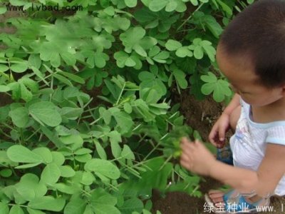决明子种子