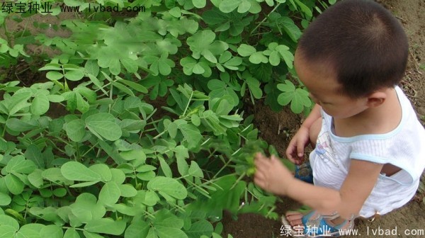 <a href='https://www.lvbad.com/yaocaizhongzi/2357.html' target='_blank'>决明子种子</a>