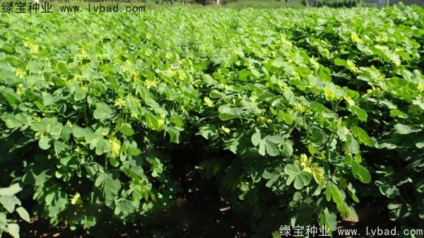 决明子种子