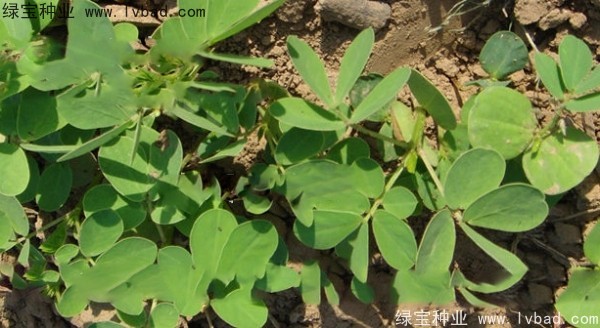 <a href='https://www.lvbad.com/yaocaizhongzi/2357.html' target='_blank'>决明子种子</a>