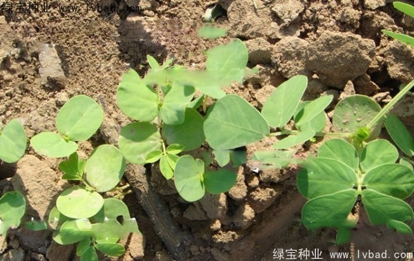 决明子<a href='https://www.lvbad.com/' target='_blank'>种子</a>