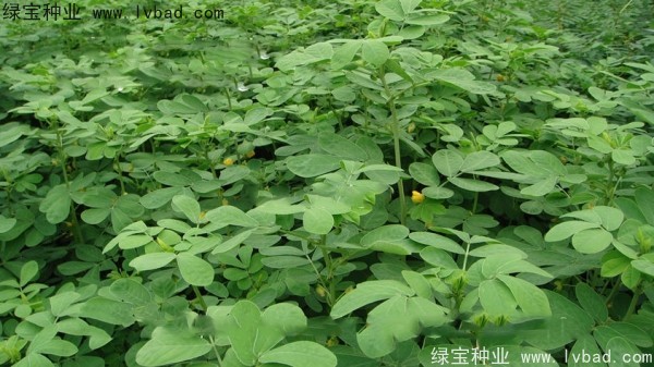 <a href='https://www.lvbad.com/yaocaizhongzi/2357.html' target='_blank'>决明子</a><a href='https://www.lvbad.com/' target='_blank'>种子</a>