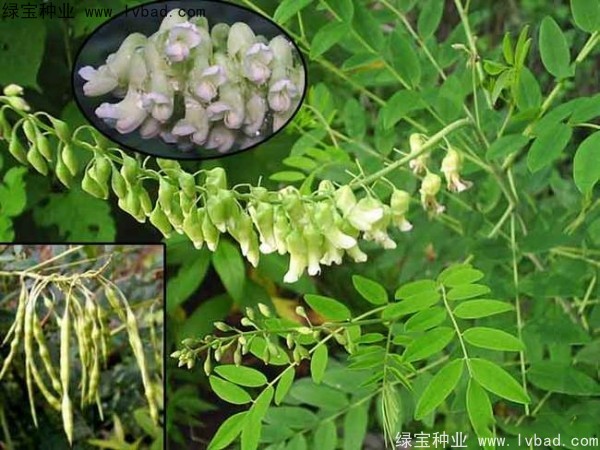 苦参种子