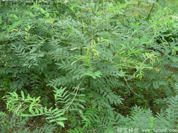 <a href='https://www.lvbad.com/yaocaizhongzi/2358.html' target='_blank'>苦参种子</a>