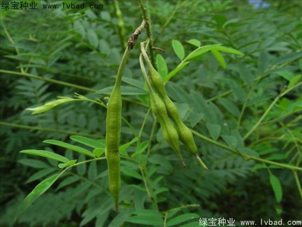 <a href='https://www.lvbad.com/yaocaizhongzi/2358.html' target='_blank'>苦参种子</a>