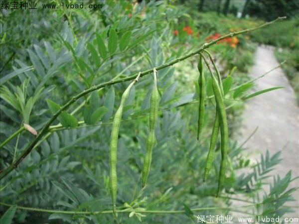 <a href='https://www.lvbad.com/yaocaizhongzi/2358.html' target='_blank'>苦参种子</a>