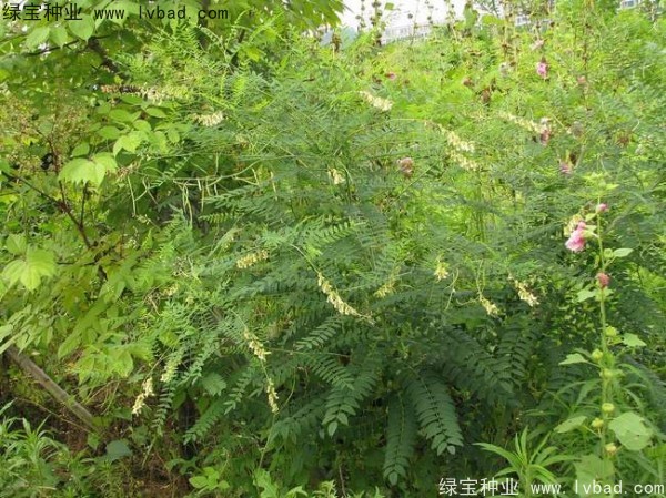 苦参<a href='https://www.lvbad.com/' target='_blank'>种子</a>