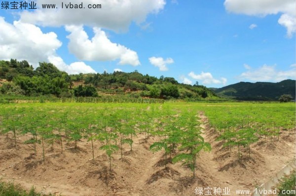 辣木树<a href='https://www.lvbad.com/' target='_blank'>种子</a>