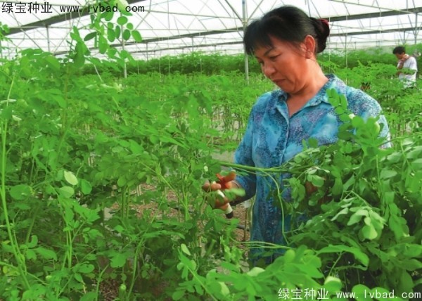 <a href='https://www.lvbad.com/yaocaizhongzi/2359.html' target='_blank'>辣木树种子</a>