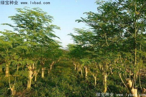 辣木树种子