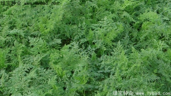 <a href='https://www.lvbad.com/yaocaizhongzi/2360.html' target='_blank'>南沙种子</a>
