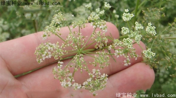 <a href='https://www.lvbad.com/yaocaizhongzi/2360.html' target='_blank'>南沙种子</a>