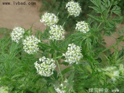 南沙种子