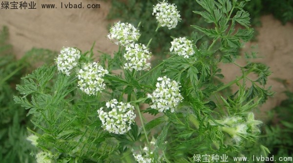 <a href='https://www.lvbad.com/yaocaizhongzi/2360.html' target='_blank'>南沙种子</a>