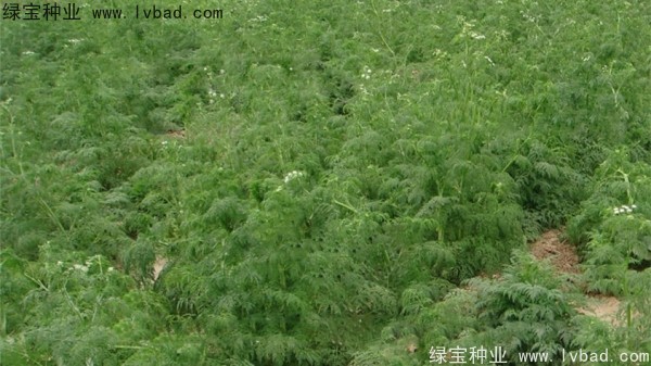 <a href='https://www.lvbad.com/yaocaizhongzi/2360.html' target='_blank'>南沙</a><a href='https://www.lvbad.com/' target='_blank'>种子</a>