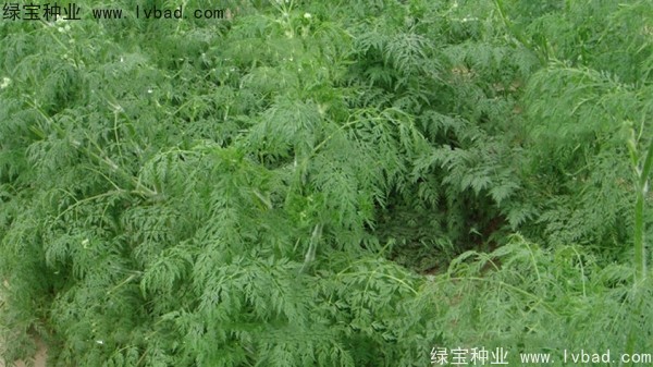<a href='https://www.lvbad.com/yaocaizhongzi/2360.html' target='_blank'>南沙</a><a href='https://www.lvbad.com/' target='_blank'>种子</a>
