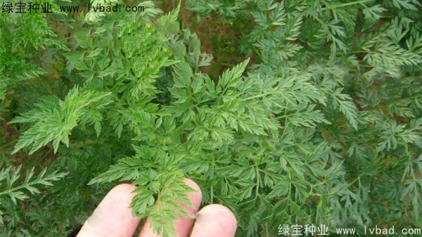 南沙种子