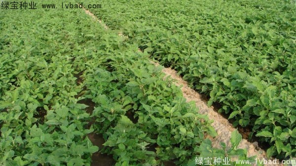<a href='https://www.lvbad.com/yaocaizhongzi/2361.html' target='_blank'>牛夕子</a><a href='https://www.lvbad.com/' target='_blank'>种子</a>