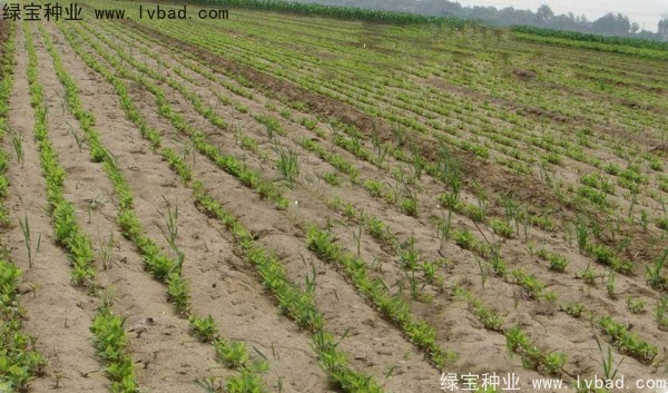 <a href='https://www.lvbad.com/yaocaizhongzi/2361.html' target='_blank'>牛夕子种子</a>