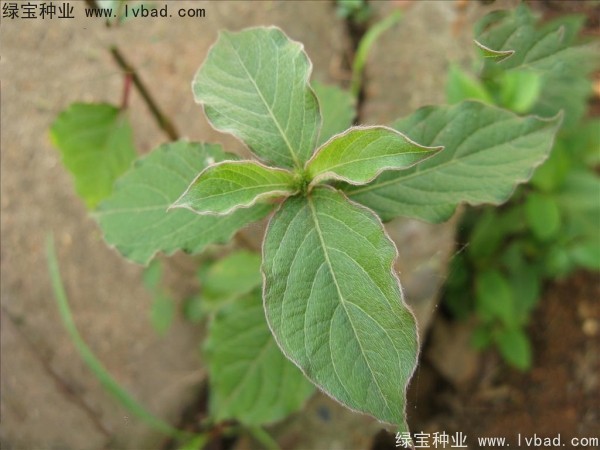 <a href='https://www.lvbad.com/yaocaizhongzi/2362.html' target='_blank'>牛膝种子</a>