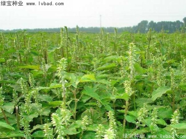 <a href='https://www.lvbad.com/yaocaizhongzi/2362.html' target='_blank'>牛膝种子</a>