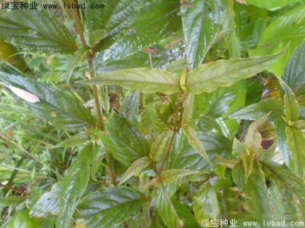 牛膝<a href='https://www.lvbad.com/' target='_blank'>种子</a>