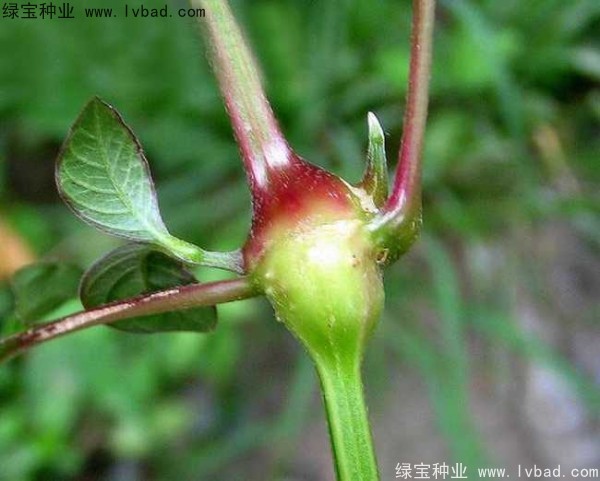 <a href='https://www.lvbad.com/yaocaizhongzi/2362.html' target='_blank'>牛膝种子</a>