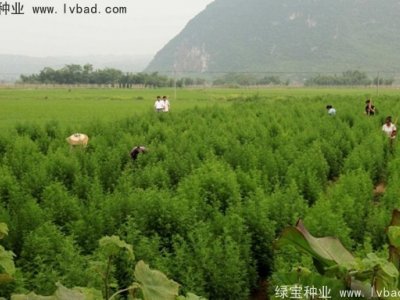 青蒿种子