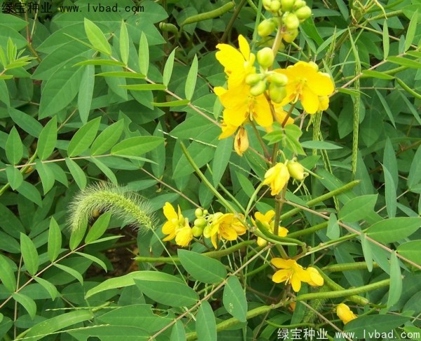 <a href='https://www.lvbad.com/yaocaizhongzi/2366.html' target='_blank'>蛇灭门种子</a>