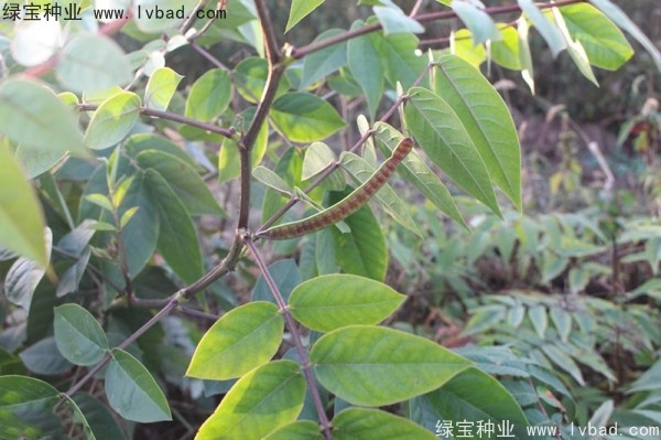 蛇灭门<a href='https://www.lvbad.com/' target='_blank'>种子</a>
