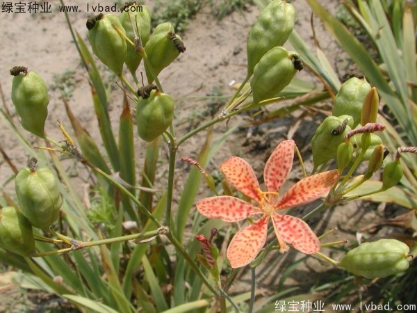 射干<a href='https://www.lvbad.com/' target='_blank'>种子</a>