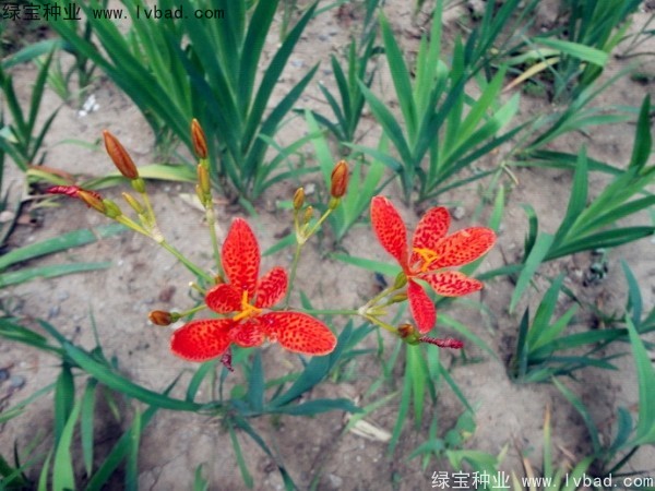 <a href='https://www.lvbad.com/yaocaizhongzi/2367.html' target='_blank'>射干种子</a>