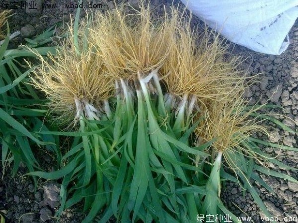 <a href='https://www.lvbad.com/yaocaizhongzi/2367.html' target='_blank'>射干</a><a href='https://www.lvbad.com/' target='_blank'>种子</a>