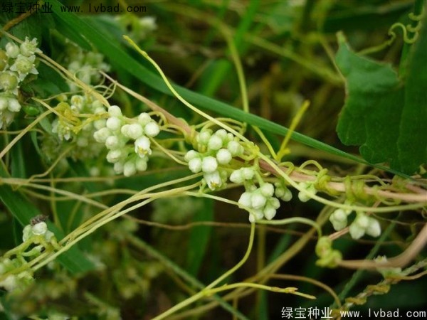 菟丝子种子