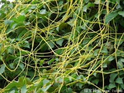 菟丝子种子