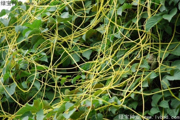 <a href='https://www.lvbad.com/yaocaizhongzi/2369.html' target='_blank'>菟丝子种子</a>