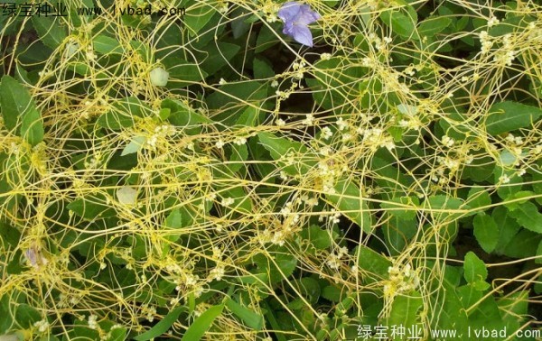 <a href='https://www.lvbad.com/yaocaizhongzi/2369.html' target='_blank'>菟丝子种子</a>