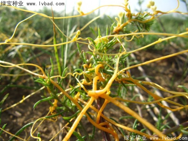 菟丝子种子