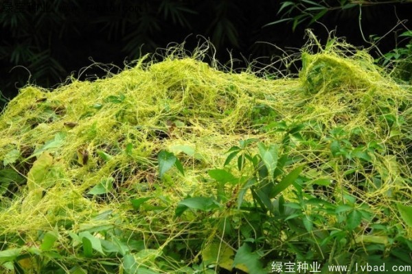 <a href='https://www.lvbad.com/yaocaizhongzi/2369.html' target='_blank'>菟丝子</a><a href='https://www.lvbad.com/' target='_blank'>种子</a>