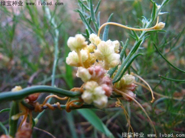 <a href='https://www.lvbad.com/yaocaizhongzi/2369.html' target='_blank'>菟丝子种子</a>