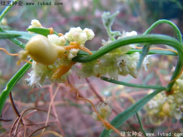 菟丝子<a href='https://www.lvbad.com/' target='_blank'>种子</a>