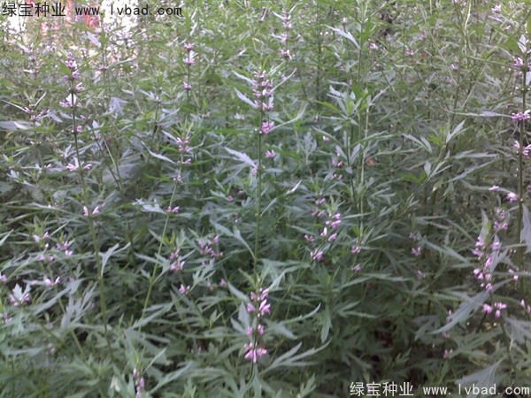 <a href='https://www.lvbad.com/yaocaizhongzi/2370.html' target='_blank'>益母草种子</a>