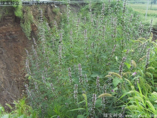 益母草<a href='https://www.lvbad.com/' target='_blank'>种子</a>