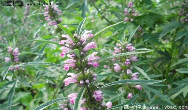 <a href='https://www.lvbad.com/yaocaizhongzi/2370.html' target='_blank'>益母草</a><a href='https://www.lvbad.com/' target='_blank'>种子</a>